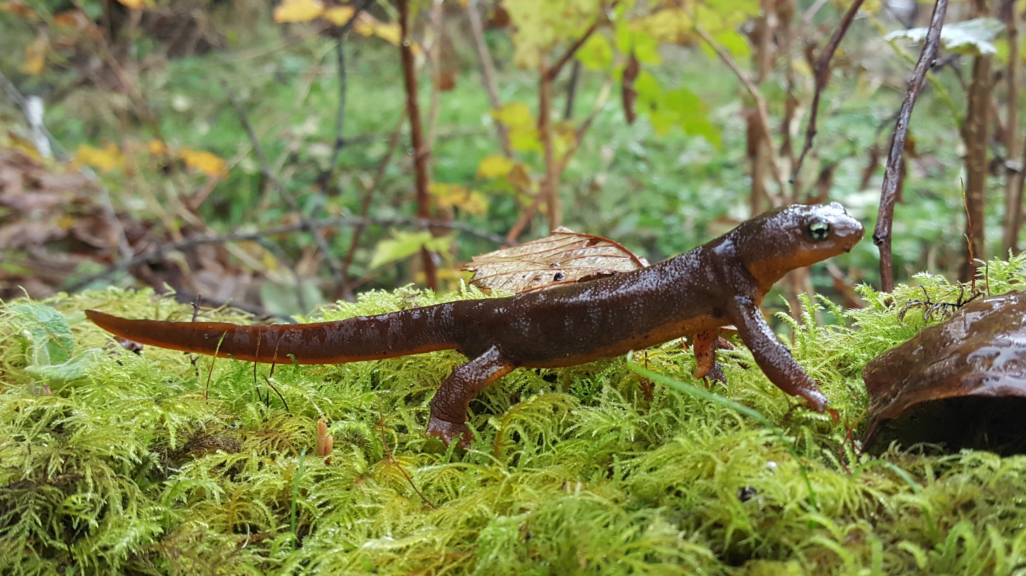 8-10-2021 ODFW Union Statewide Conference Call Discussions
